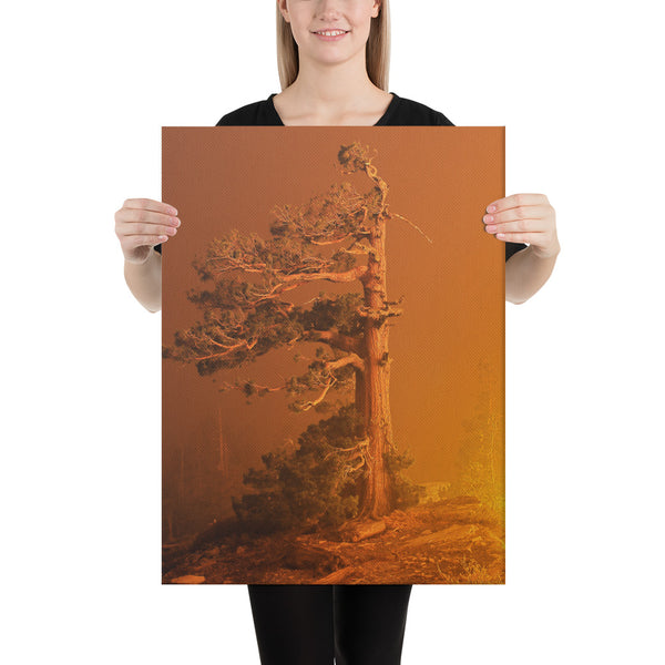 The Tree on Canvas - Caldor Fire 2021